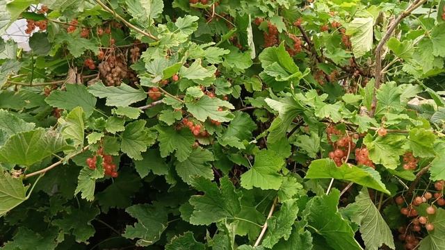 Красная смородина- не болеет, не  капризна. Подвзали ее и она растет и плодоносит ежегодно.