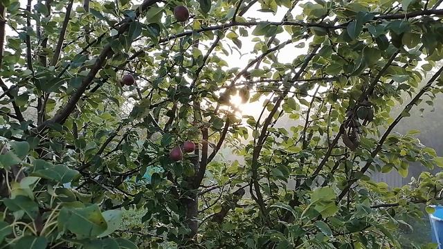 VID_20250622_192147.mp4