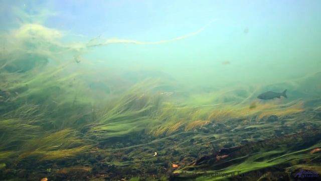 Почему психологи рекомендуют это видео для релаксации - No-Clouds -- Ketsa -- Collective Consciousne