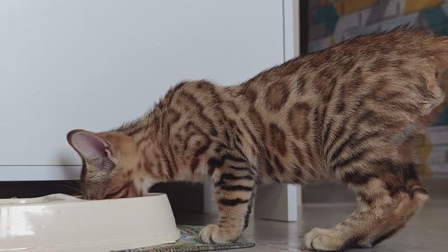 ЗНАКОМЬТЕСЬ: НОВЫЙ ЧЛЕН СЕМЬИ КЕКСИК, БЕНГАЛ, 3,5МЕС😺