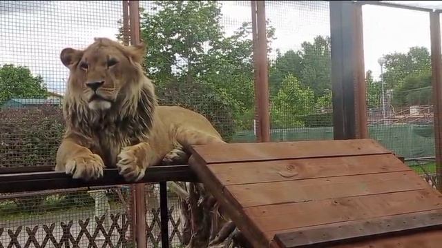 Шерхан спит лапка под голову. Видео от опекуна Светланы