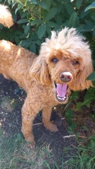 когда дача и в голове и в сердце