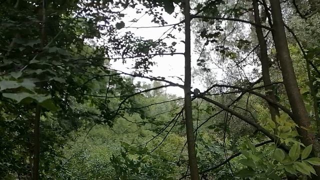 22.06.2025.Усадьба Парк Ляхово. Парк Кошек. Домодедово. Каскады прудов. Цапля на верхнем пруду.