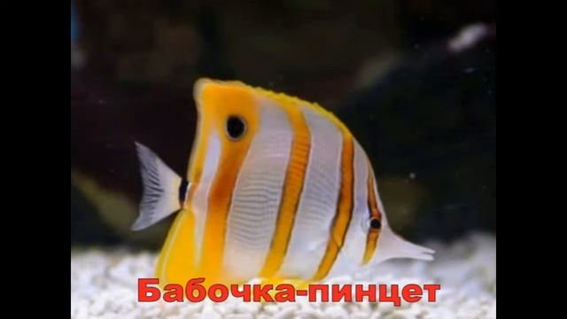 Грамма,антиасы,бабочка пинцет,губан ( аквариумные рыбки)