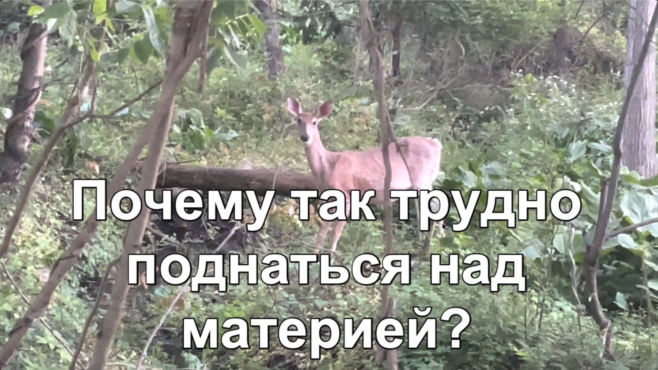 Почему так трудно человеку выйти из состояния животного?
