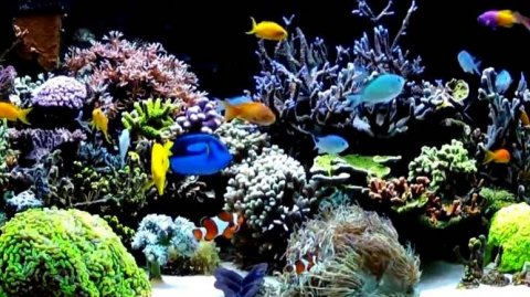 Морской аквариум без солянки: эстетика, потребности и битвы кораллов