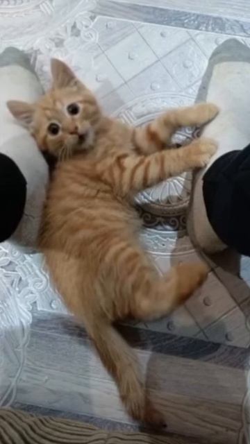 котик