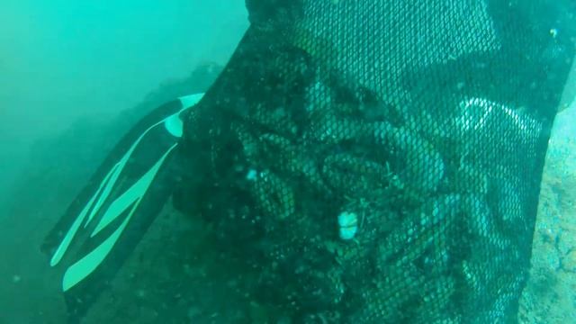 Мидии по Королёвски   Divingtime.net