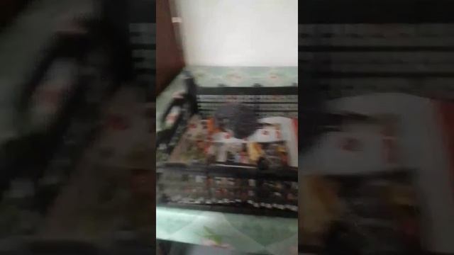 нашли ёжика