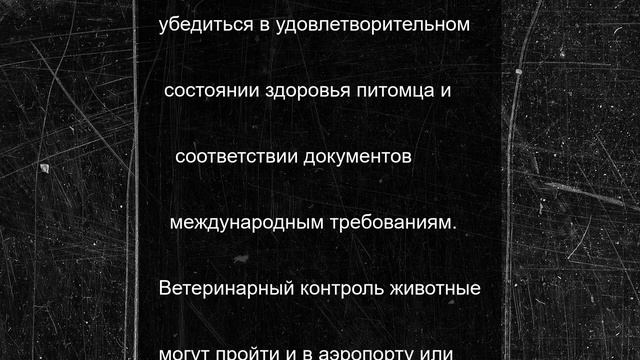 Ветеринарный контроль для путешествий в этом году прошли 20 собак и кошек Вологодской области