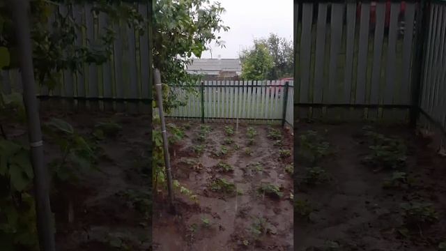 поливает нас поливает