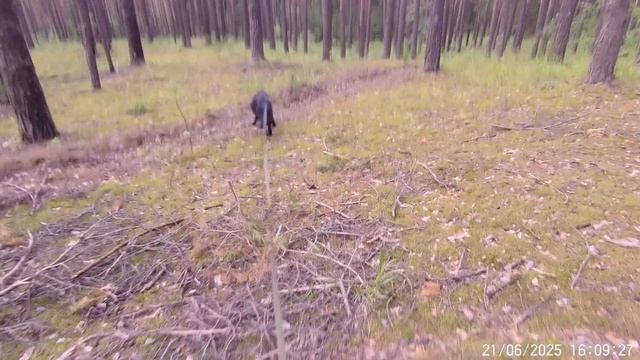 Камера кинолога Часть 2
