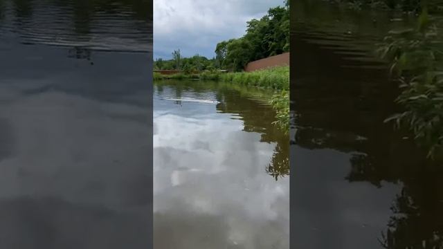 Когда на улице +30°C: нутрии демонстрируют идеальный способ пережить жару