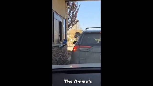 Приколы с животными!