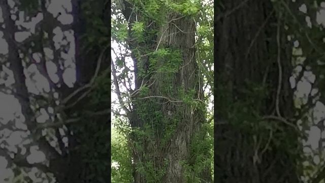 вековые тополя в Александровском парке
Санкт-Петербурга.