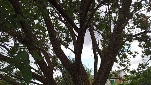 Дорожка цветов