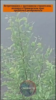 Встретившись с вахтовиком-строителем, леопард в Приморском крае предпочел ретироваться