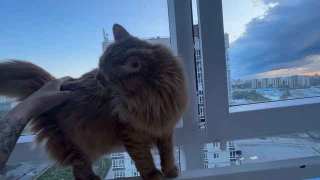 Рыжик на балконе