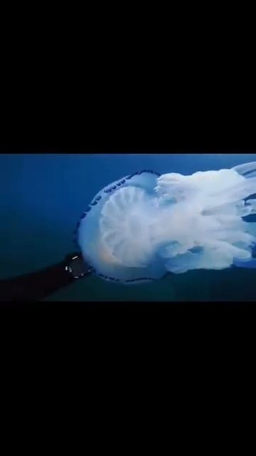 Дайвинг центр "Barracuda"