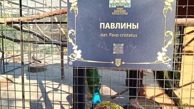 Парк Южные культуры в Сириусе