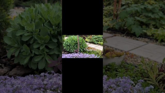 мой сад 26.04.2025