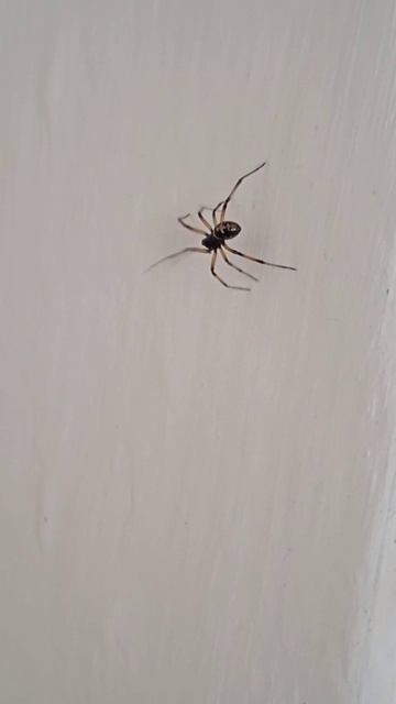 Паук Стеатода (Steatoda). 🕷