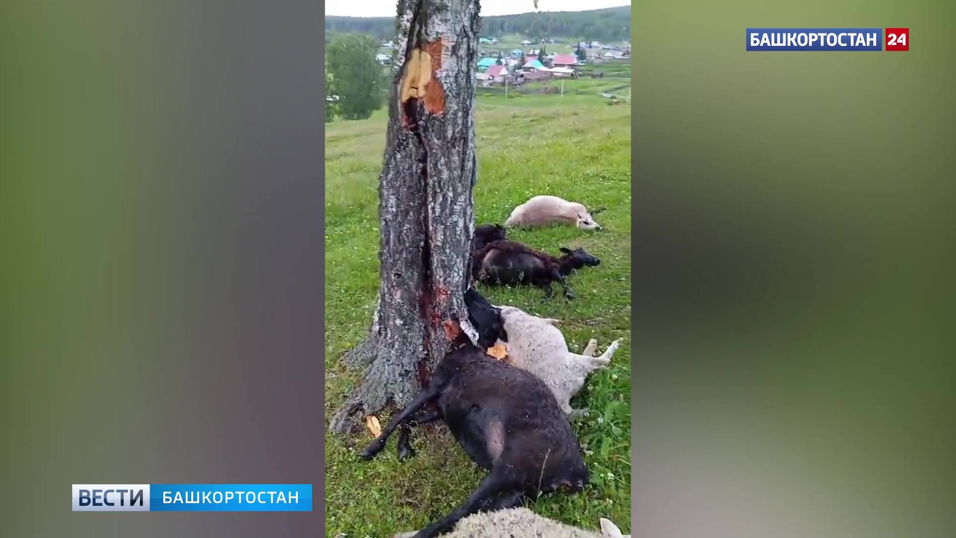В Башкортостане в результате удара молнии погибло около двадцати овец