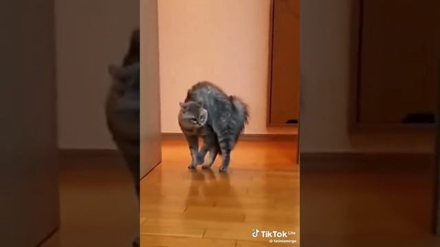 VID_20250622_105254_920.mp4