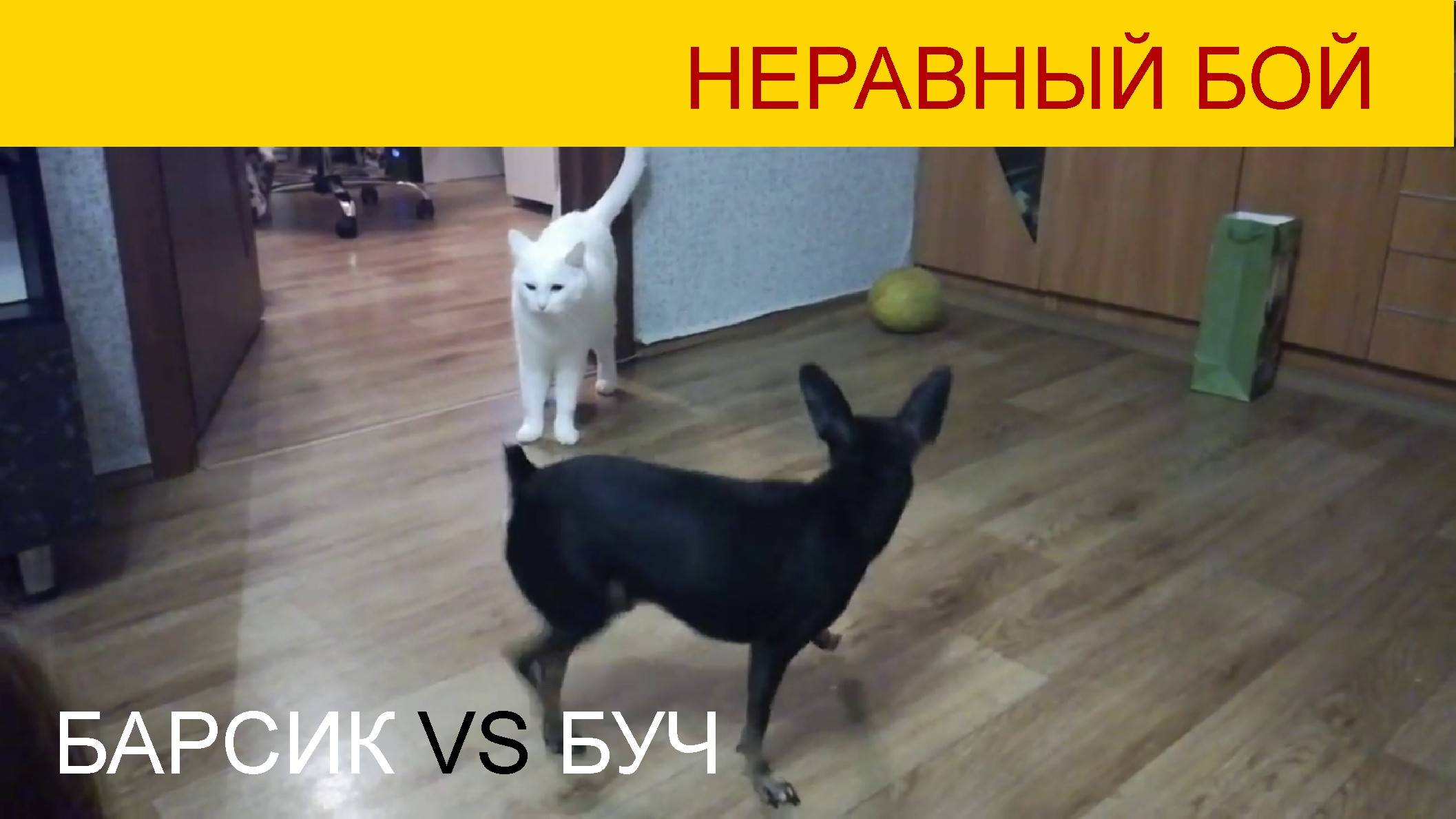 Барсик и Буч выясняют, кто главней