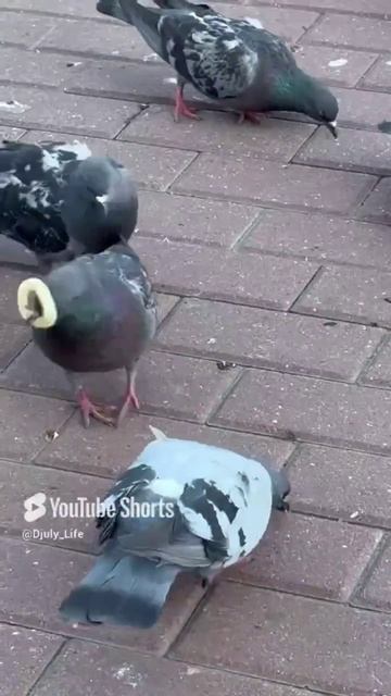 Веселая голубиная компания 🕊️ , пшено зашло на ура 🙌