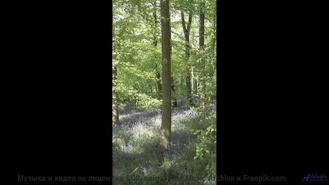Ветер в волосах, его рука в твоей и эта волшебная мелодия - Living Life -- Scott Holmes Music -- Ind