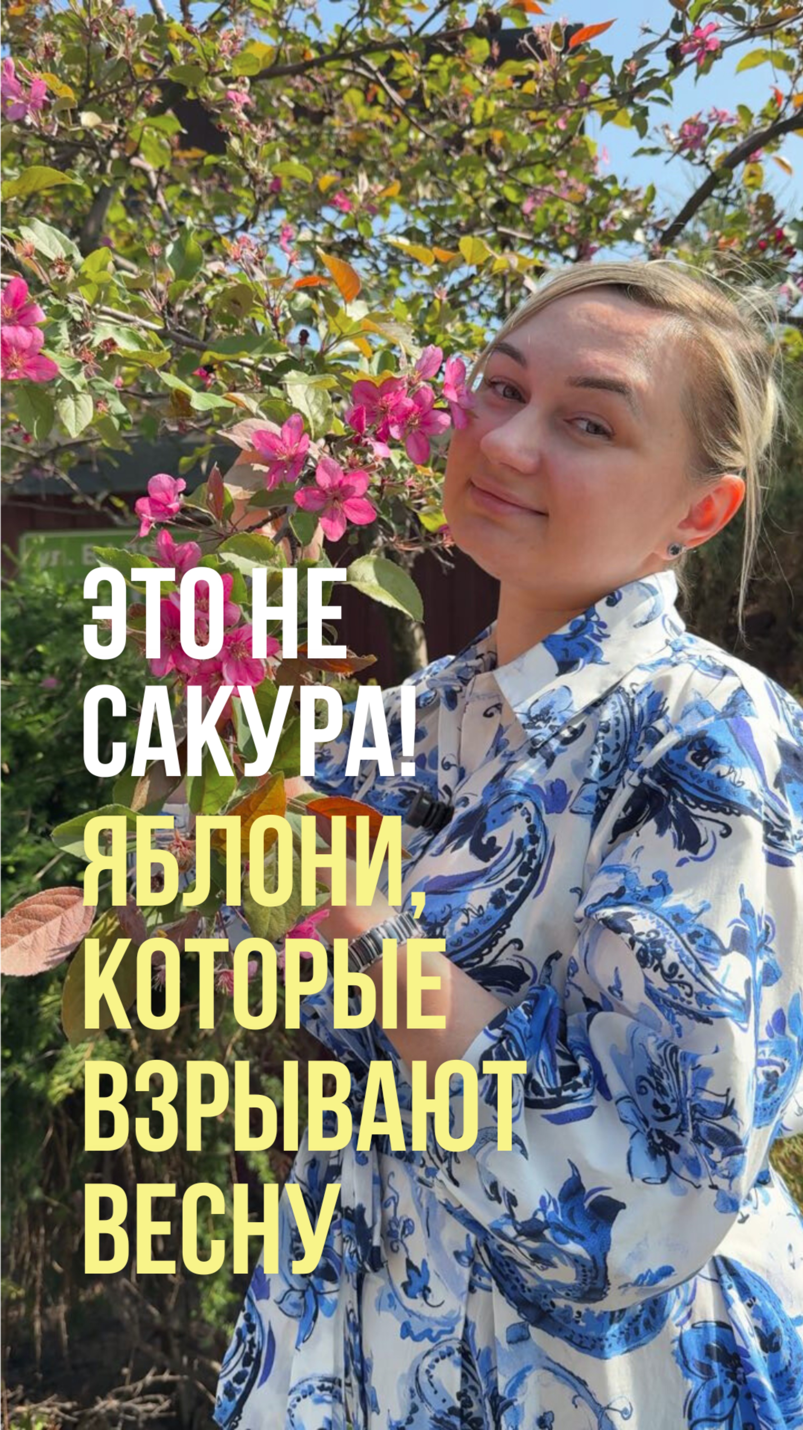 🌸 Это не сакура! Так цветут декоративные яблони на Севере