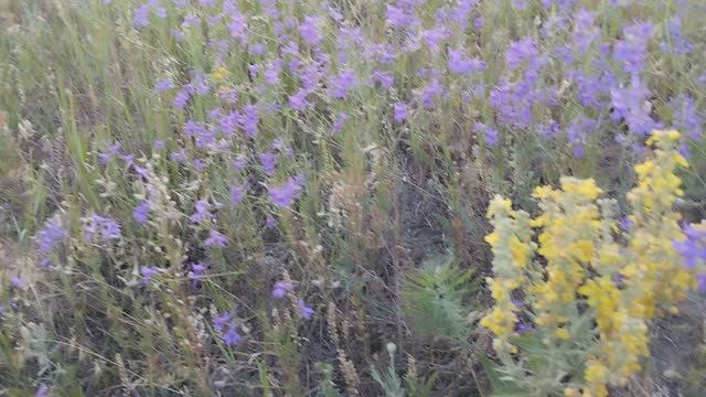 Прогулка в степи