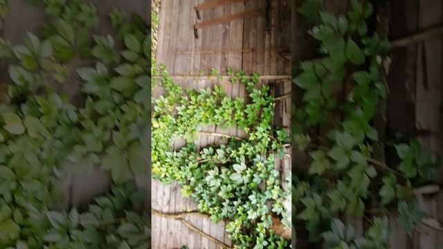 VID_20210727_145513