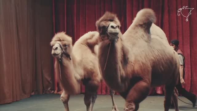 Сегодня отмечаем 
Всемирный день верблюда!🐫