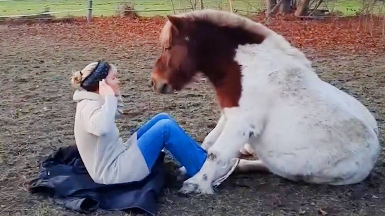 Интернет не может справиться с этими забавными лошадьми 🐴😁 Самые смешные видео с животными