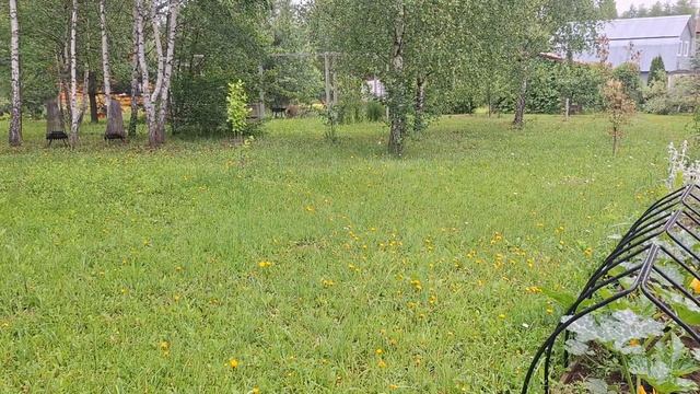 Подъём под щебет птиц. Дождь, лезу на крышу. Варю желе. Сушу мяту