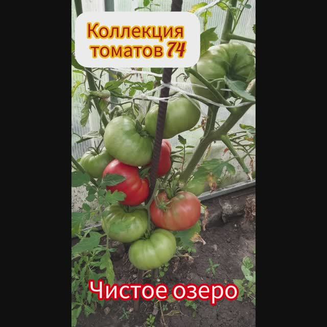 КОЛЛЕКЦИОННЫЙ СОРТ ТОМАТОВ- ЧИСТОЕ ОЗЕРО(США)