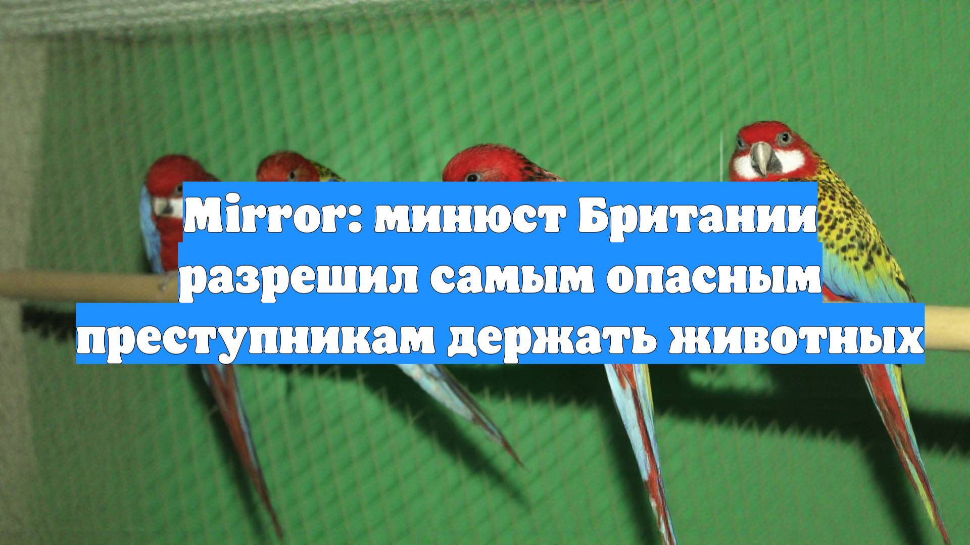 Mirror: минюст Британии разрешил самым опасным преступникам держать животных