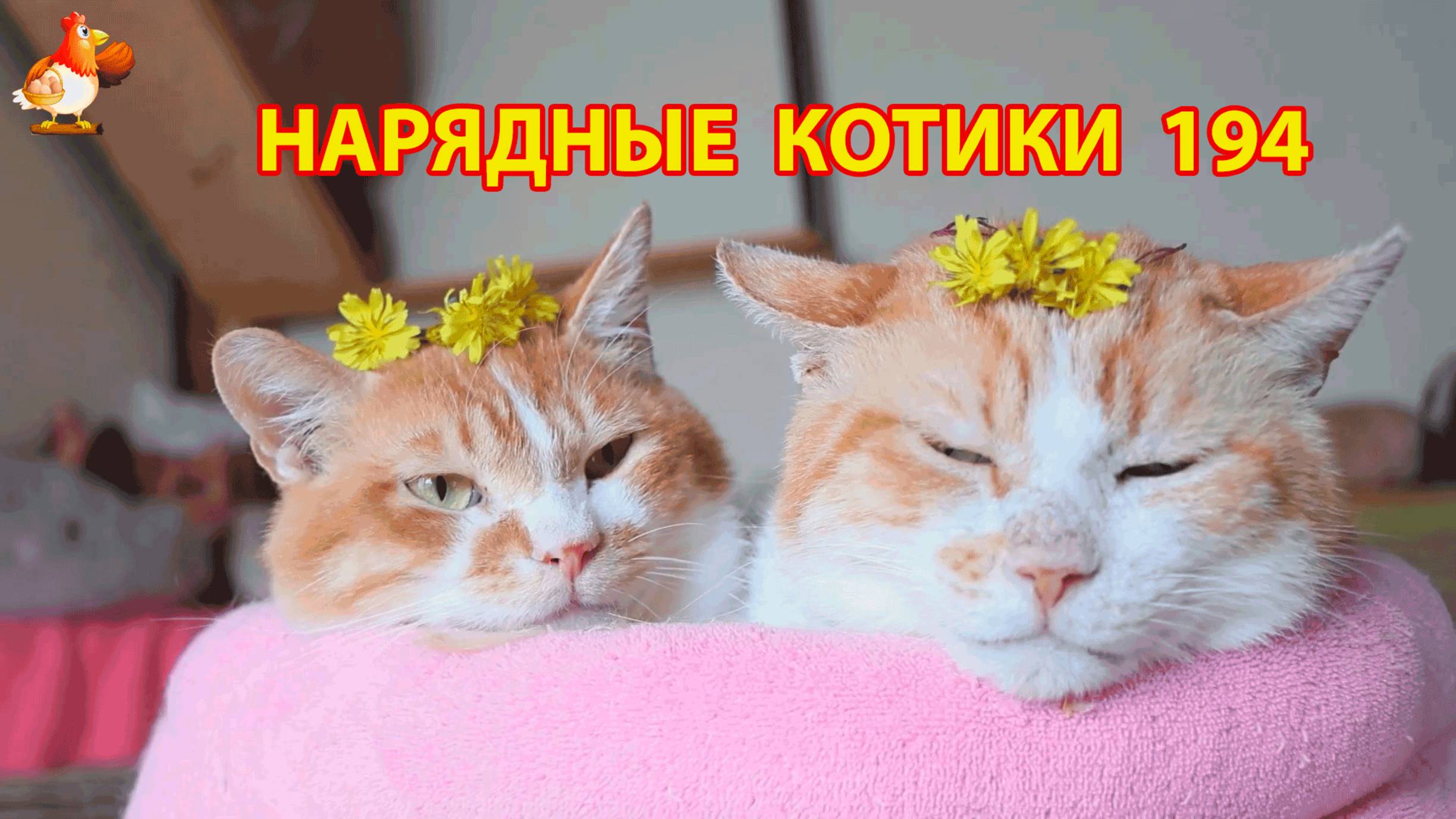 Нарядные Котики расслабляются на солнышке 🌞 🐈🐈🐈 (194)