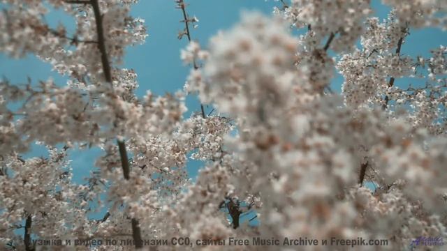 Леса качаются, как море, под такую мелодию - Ive got a picture of you boss -- Youth Pictures of Flor