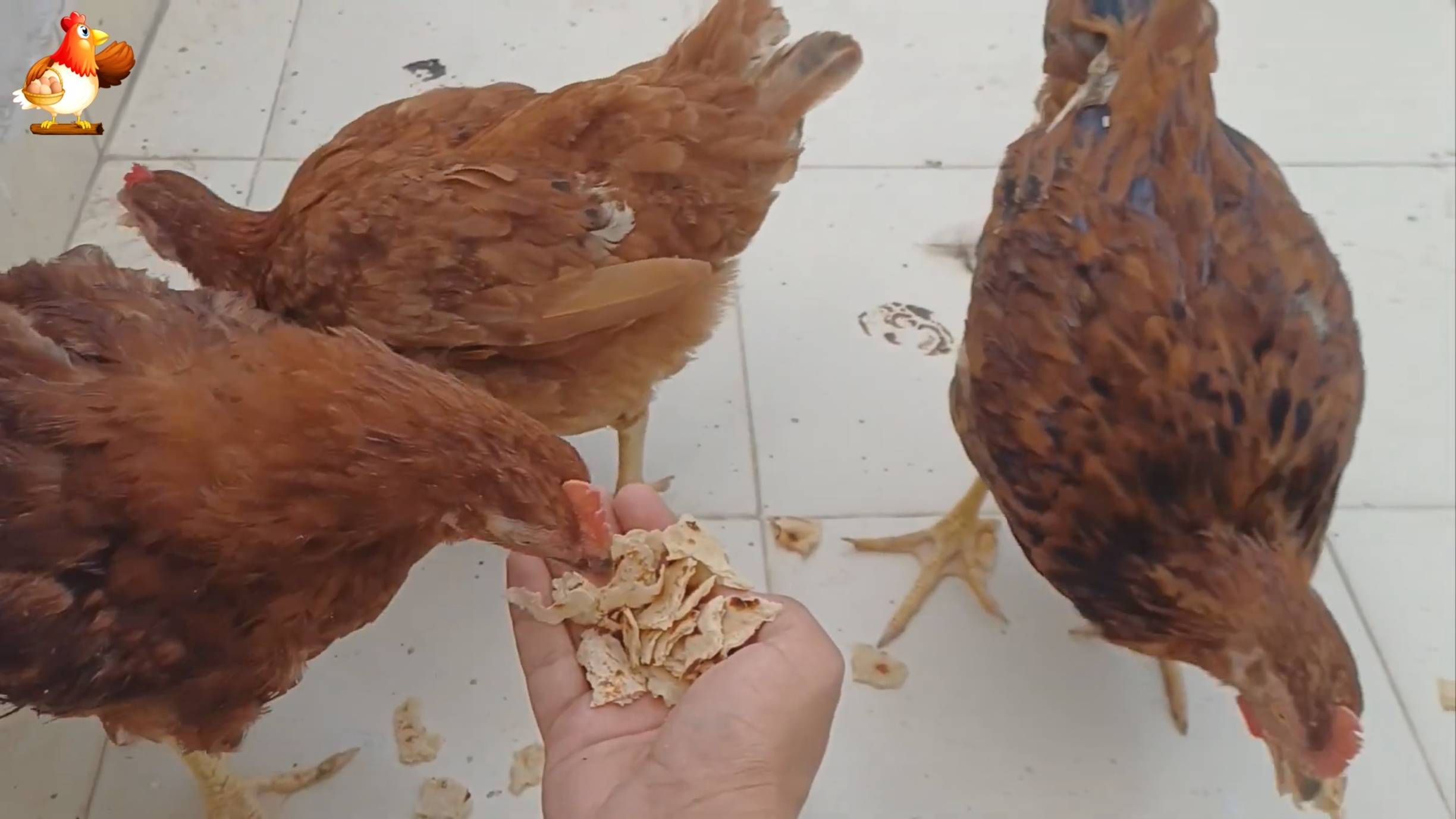 Цыплятам Род Айленд 109-110 дней  ❣️🐤🐥😂
