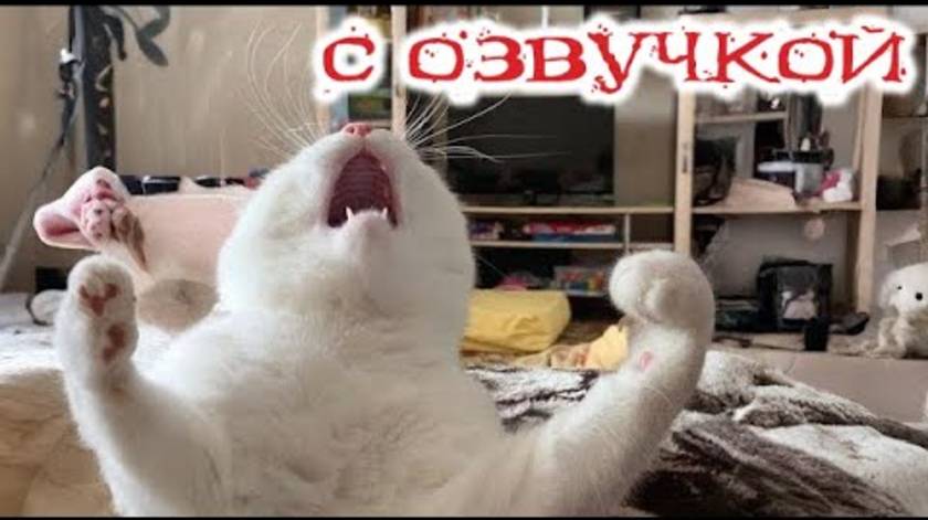 Приколы с котами! Смешные коты!   С ОЗВУЧКОЙ! САМЫЕ СМЕШНЫЕ ЖИВОТНЫЕ