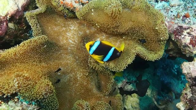 Красота под водой ч38