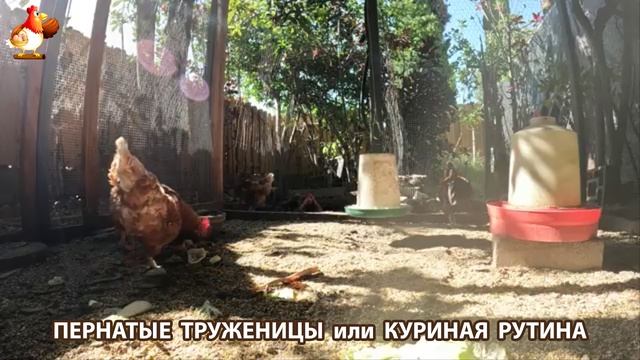 Куры несушки свободного выгула и их обычная куриная рутина – эпизод (476)