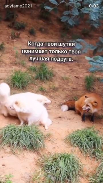 Лучшая подруга 🦊🐶❤️😉