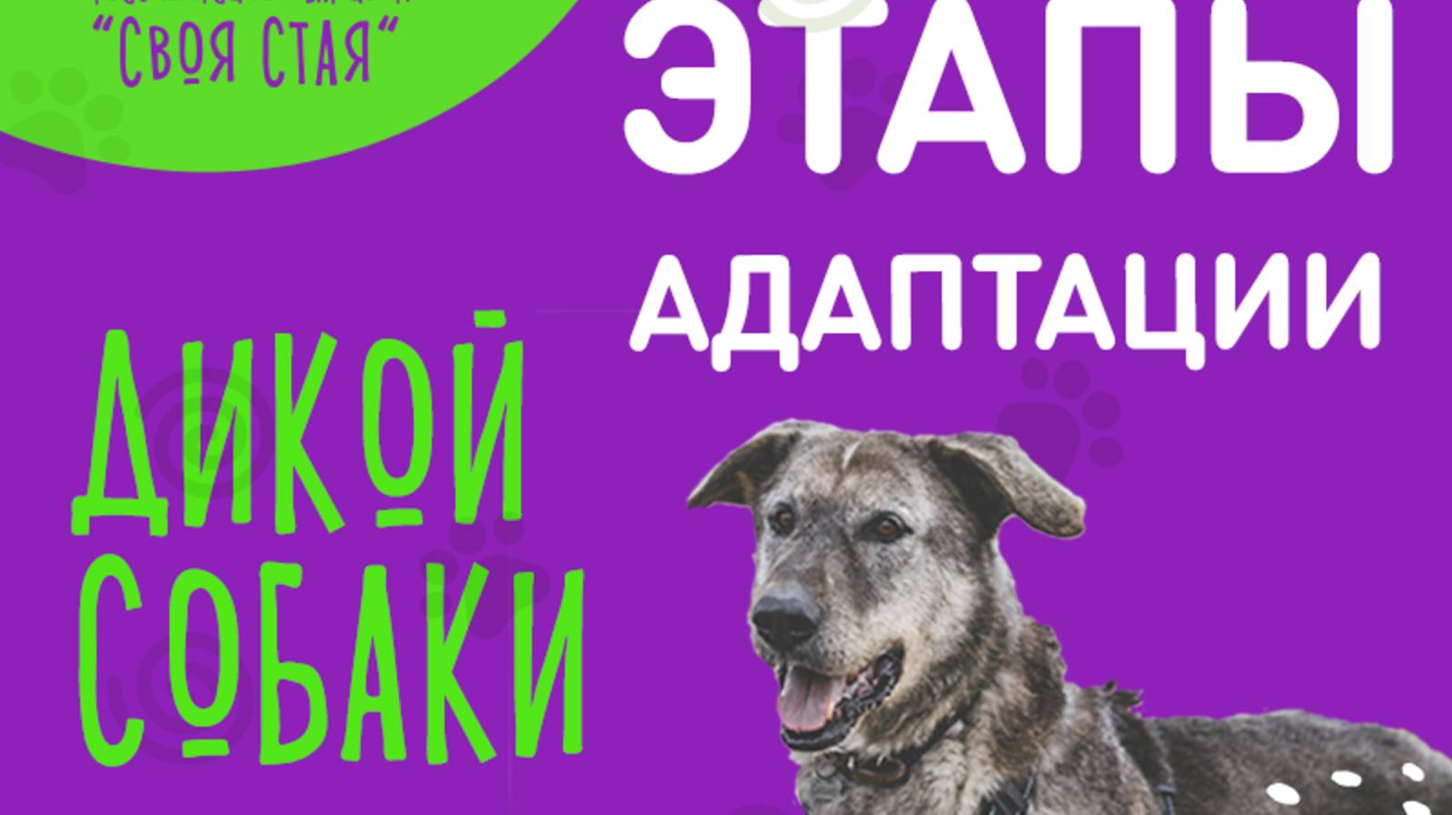 ЭТАПЫ АДАПТАЦИИ ДИКИХ СОБАК К ЖИЗНИ С ЛЮДЬМИ