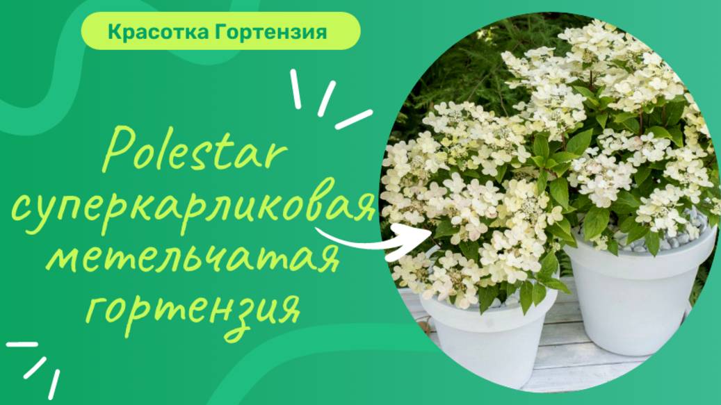 Суперкарликовая метельчатая гортензия Polestar 🌿 Начало цветения 😍