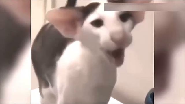 Всячинки