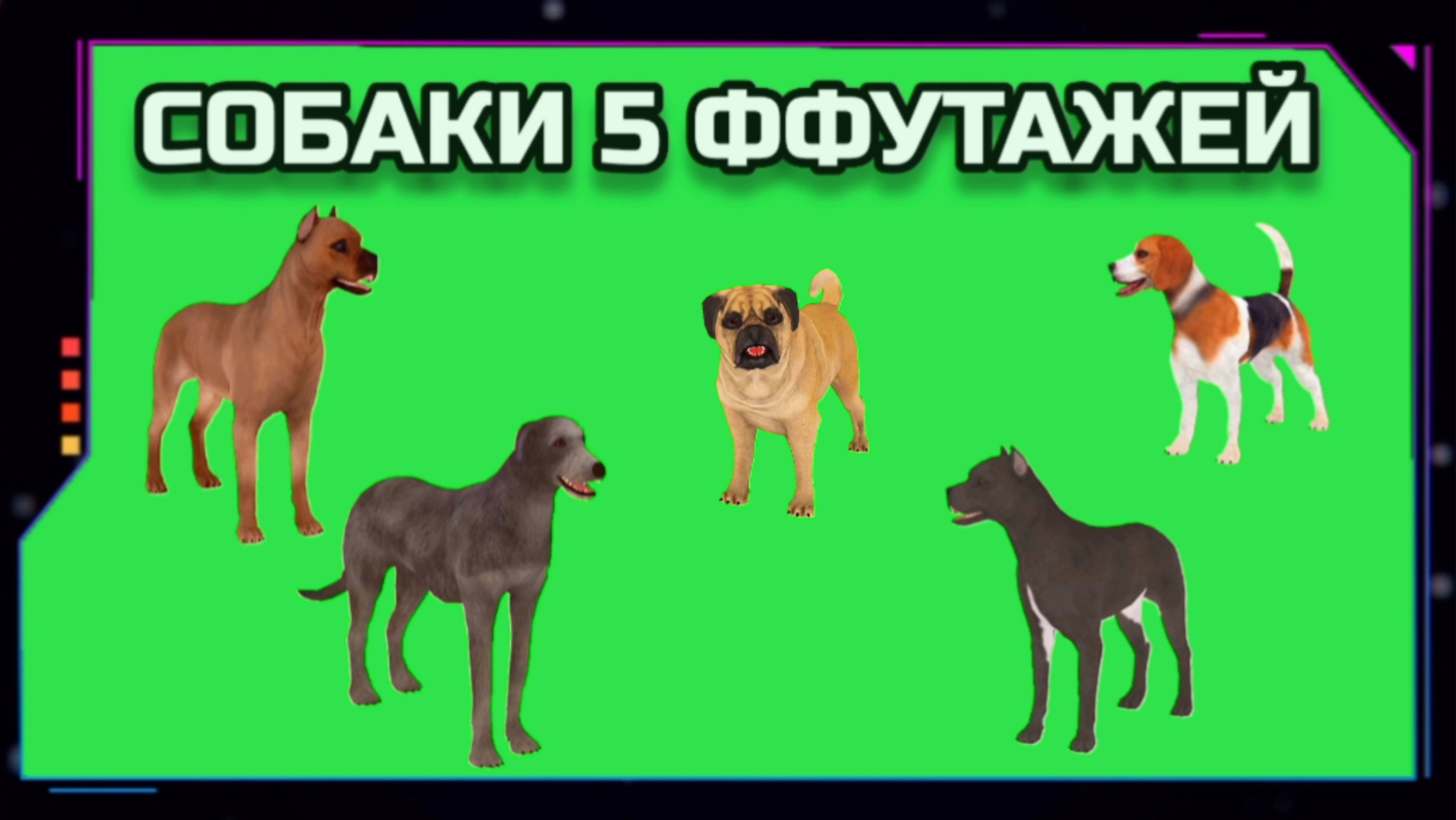 СОБАКИ видео GREEN SCREEN футаж. ХРОМАКЕЙ АНИМАЦИЯ на зелёном экране.